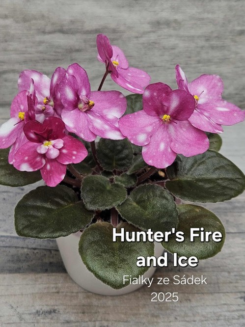 Hunter's Fire and Ice